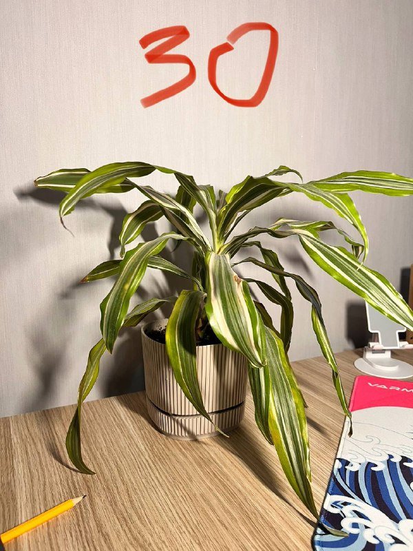 Растения и горшки для растений 6