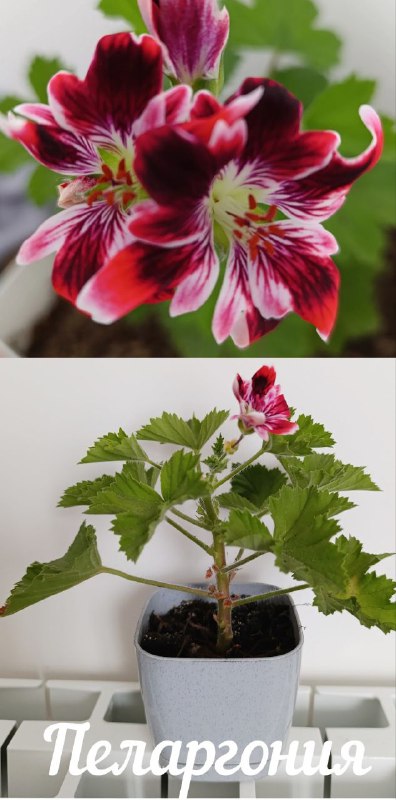 Декабрист, Суккуленты, Хлорофитум, Красула 10