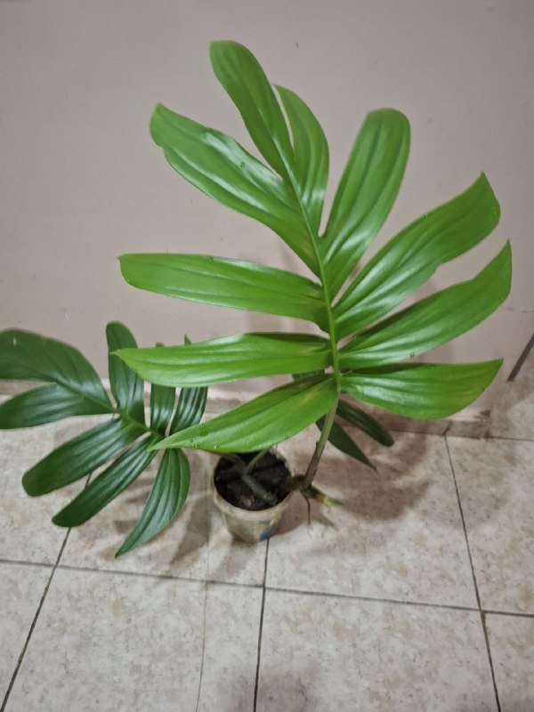 Монстера, Эуфорбия, Сингониум, Аспарагус, Композиция, Фикус 2