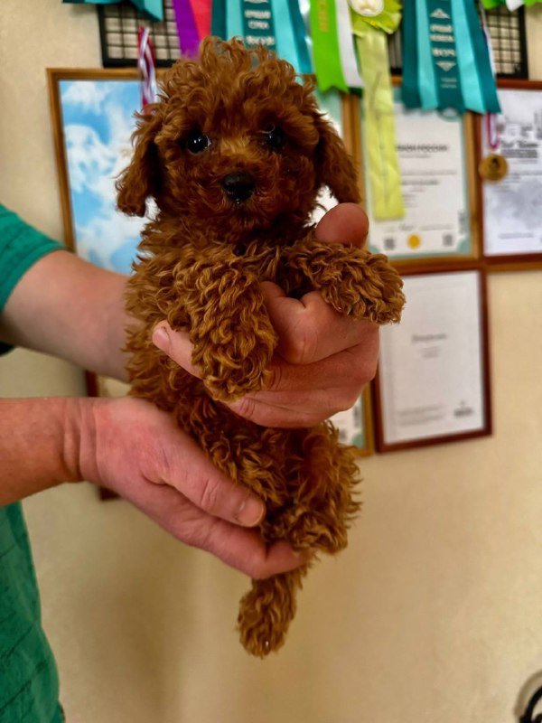 Щенки Той-Пуделя девочка мини той и мальчик той