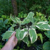 Комнатные и садовые растения 6