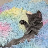 Котята: одна девочка и три мальчика 9