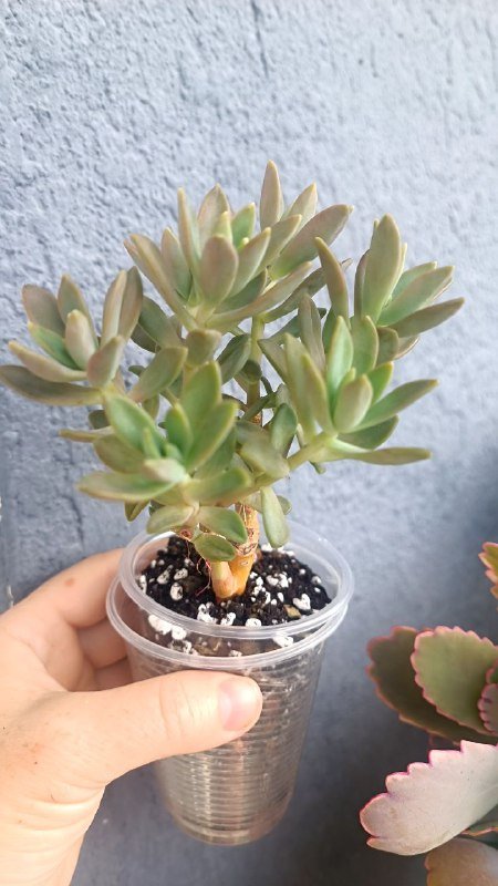 Крассула Голлум, Граптоседум, Каланхоэ и другие растения 10