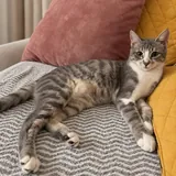 Кошка Жасмин ищет любящую семью 4
