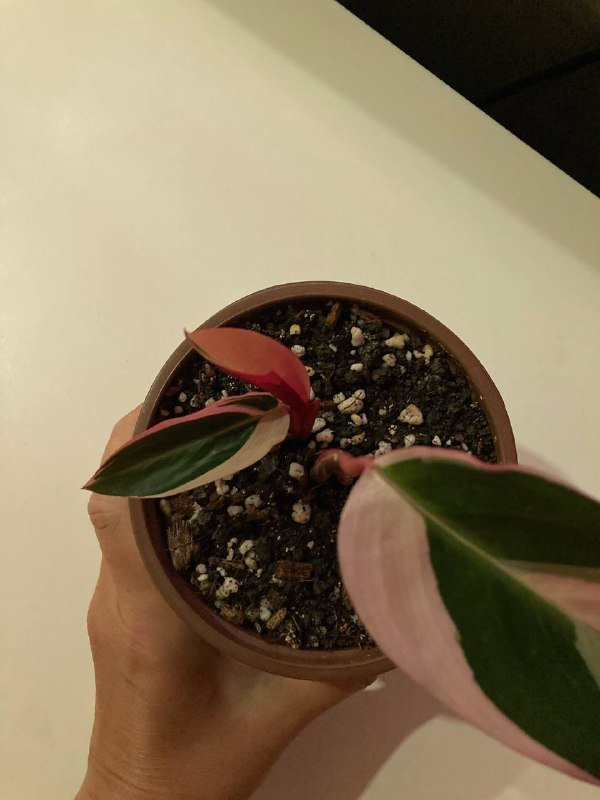 Строманта с грунтом и кашпо, набор суккулентов, Каланхоэ Федченко 6