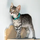 Котенок Эдвард Каллен 6