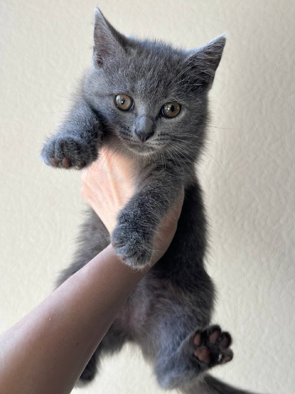 серый котенок, черный котенок