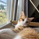 Кошка Фокси 2