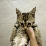 Котята 6