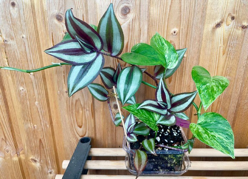 Домашнее растение Эпипренум и традесканция зебрина