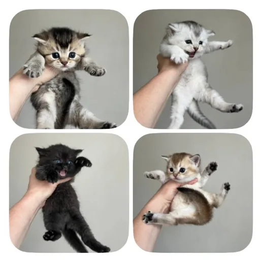 Scottish Straight kittens