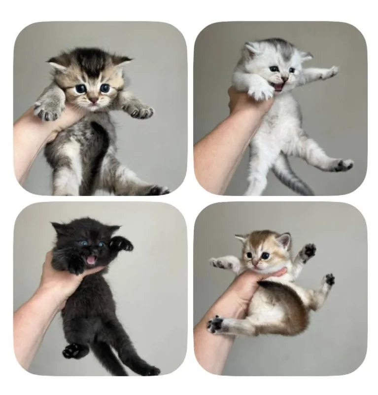 Scottish Straight kittens