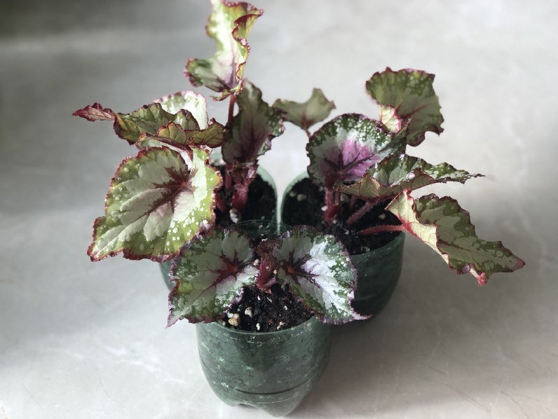 Комнатные растения: бегонии, алоэ Вера, хавортия, денежное дерево, папоротник 2