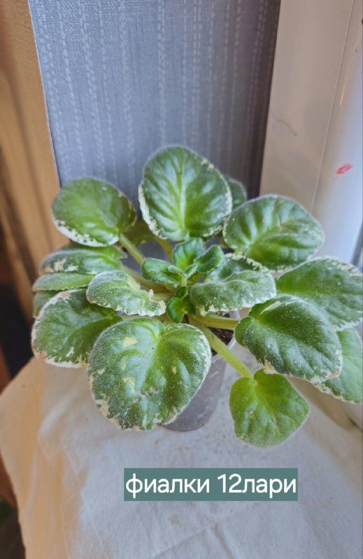 Книги и домашние растения 9