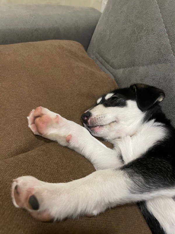 Щенок девочка для дома, корм и пеленки 3