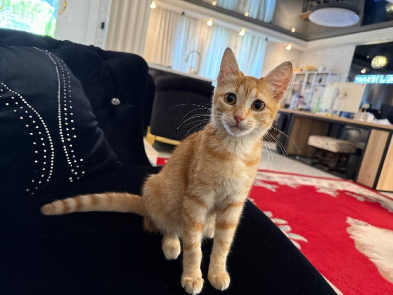 Рыжий котёнок девочка 3-4 месяца ищет дом 3