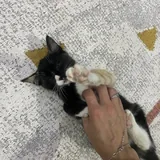 Ласковый котёнок ищет добрый дом 1