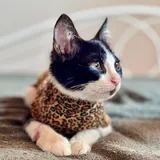 Котенок Онигири ищет добрую семью 3