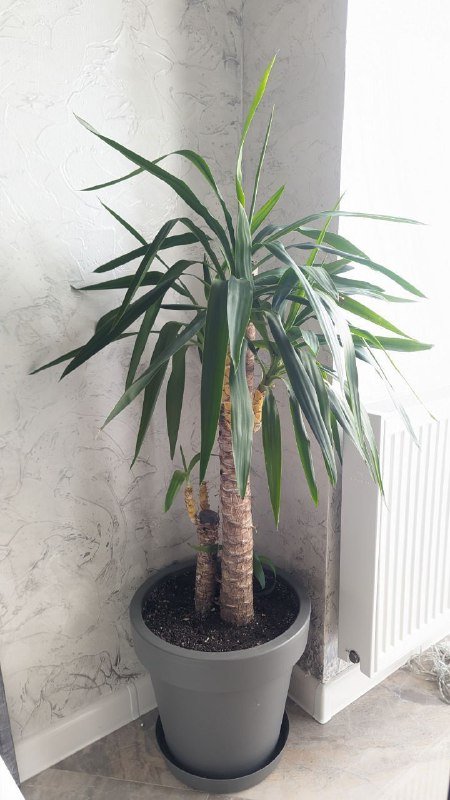 Пальма Юкка, Голова Будды, Подставка для благовоний