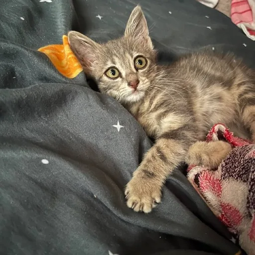 Котёнок Нэнси