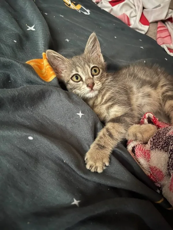 Котёнок Нэнси