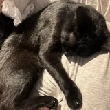 Котик 3