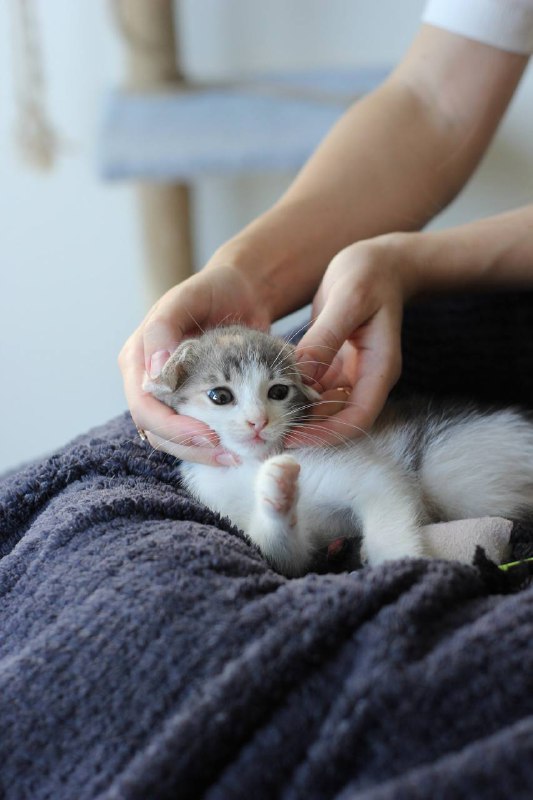 Котенок девочка 8