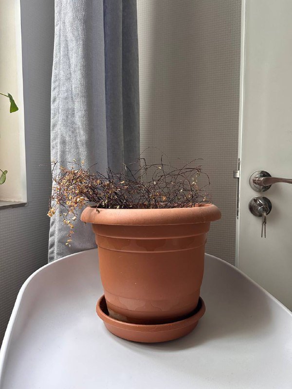 Пилея и Маранта комнатные цветы 8