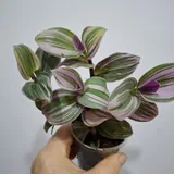 Oxalis, succulents, and houseplants 10