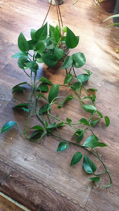 Драцена, Сциндапсус 2