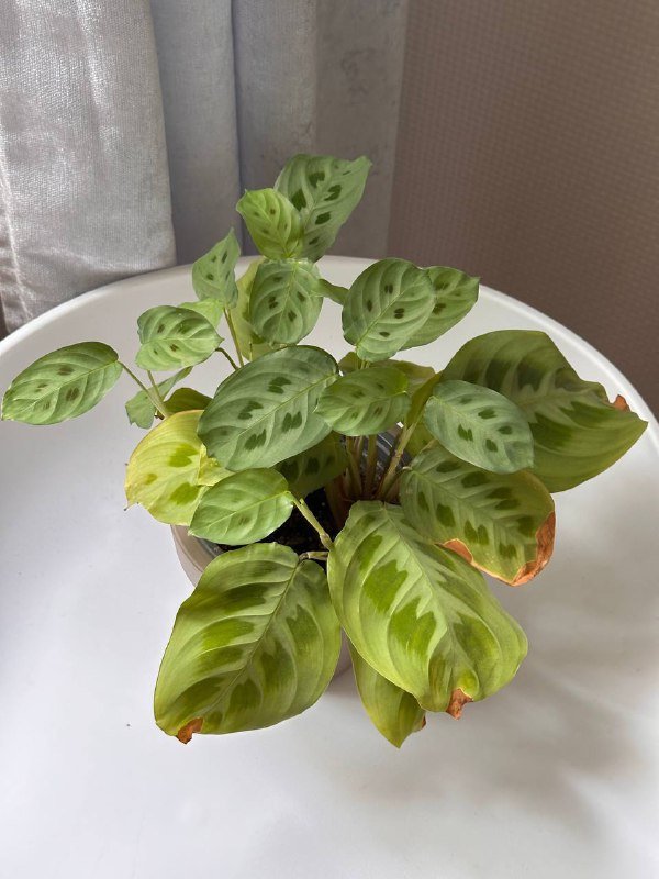 Пилея и Маранта комнатные цветы 7