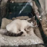 Кот на операцию 2