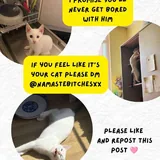 Котёнок Шмупсик в добрые руки 3
