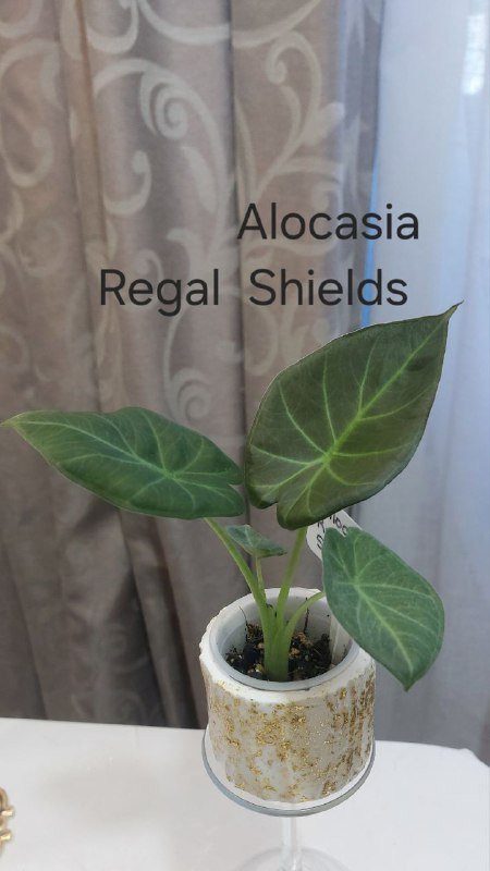 Растение Alocasia Regal Shields в гипсовом кашпо