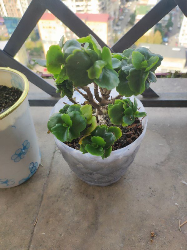 Драцены большая, с красным цветком, денежное дерево, авокадо, весенние цветы, живая ёлка 3