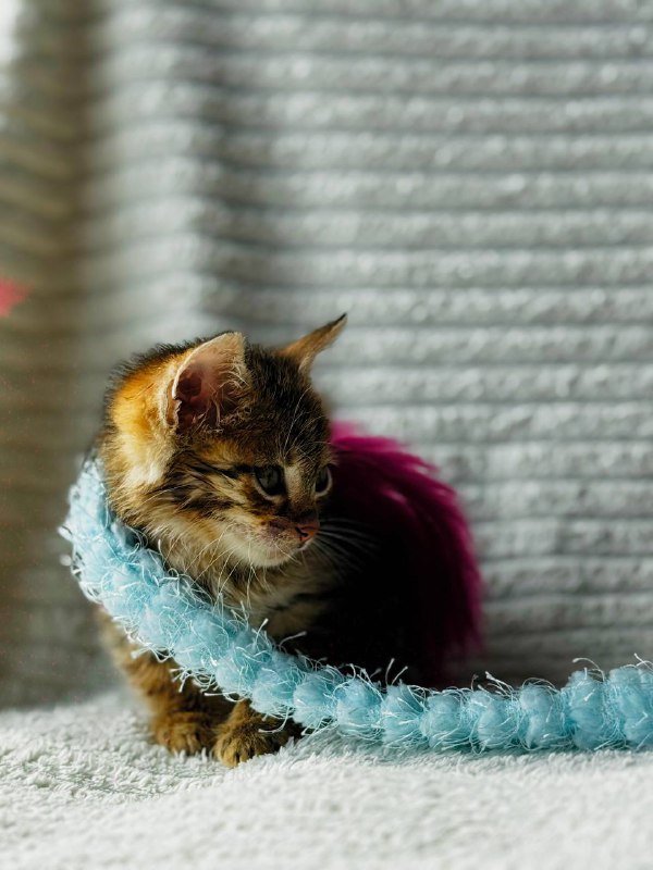 Котенок Мирцелла ищет дом 4