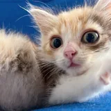 Морошка, котёнок 1