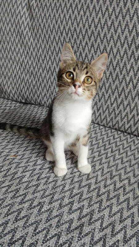Кошка Сулико, 3 месяца, ищет дом 2