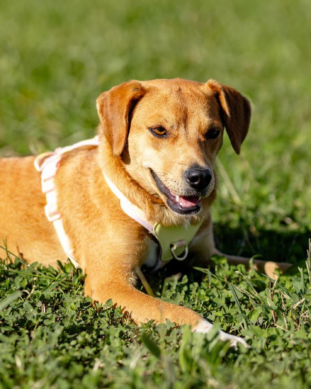 Собака Черри 9 месяцев ищет дом 3