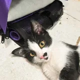 Котенок Шуфа 3
