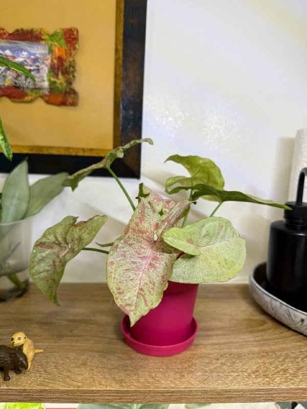 Комнатные растения с горшками