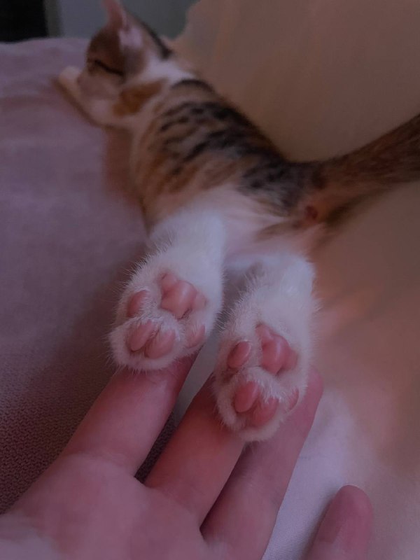 Котята девочки, почти 2 месяца, ищут дом 1