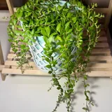 Суккуленты, монстеры 2