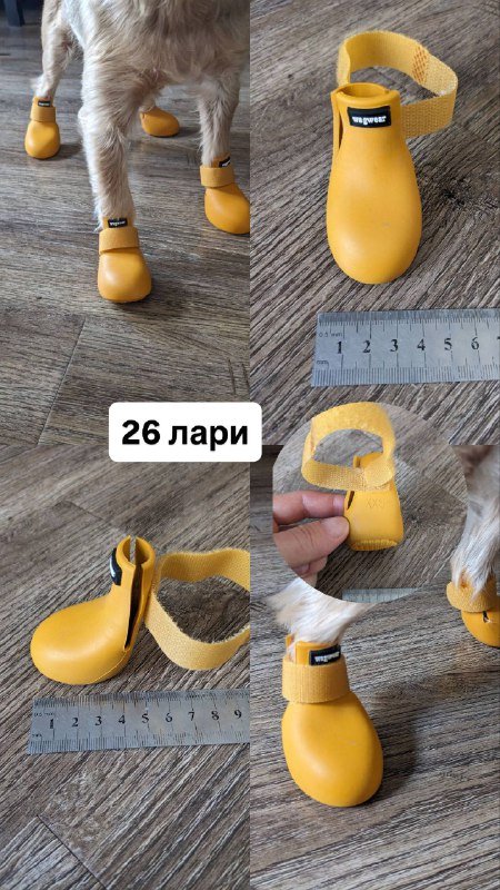 Обувь и носки для маленькой собаки