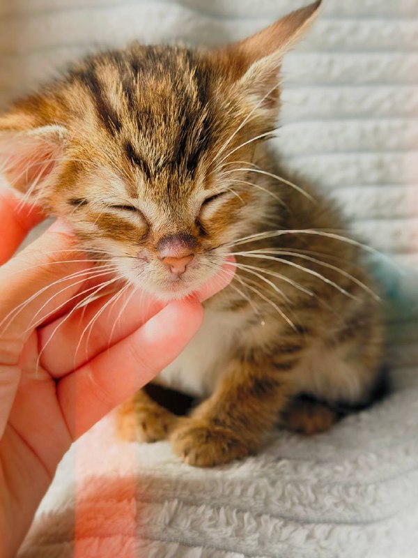 Котенок Мирцелла ищет дом 5