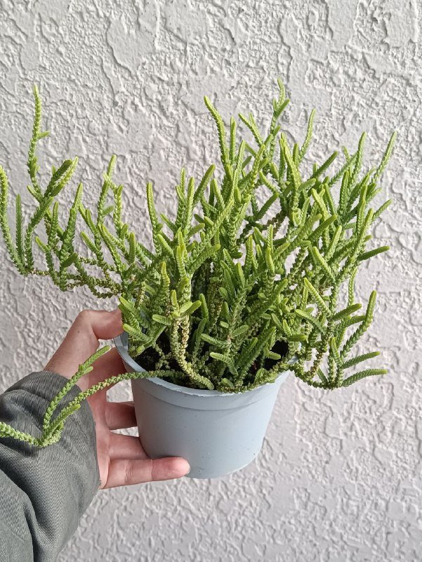 Алоэ вера, Крассула, Замиокулькас растения 7