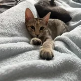 Котята 3