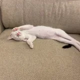 Котёнок Шмупсик 4
