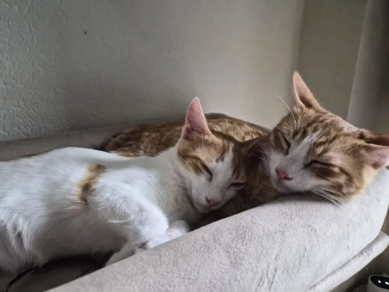 Котята 1