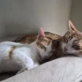 Котята 1